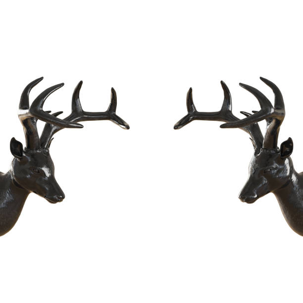 istock Two deer heads opposite each other on an isolated background. 3d rendering 1192264173