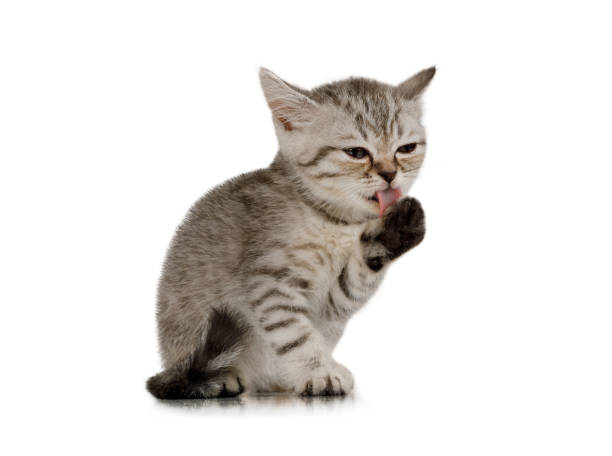 istock Lovely kitten sits and washes paw on white 1192266054