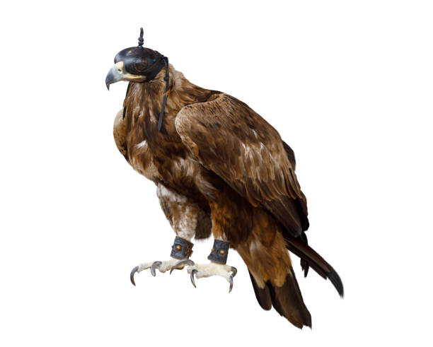 istock Golden eagle bird with leather hood on head 1192266164