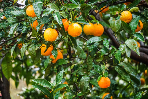 The wet oranges and leaves on tree branch