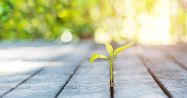 istock Young plant come from the wood plank 1192275240