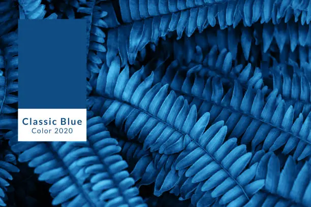 Background of blue fern leaves. Color of the year concept.