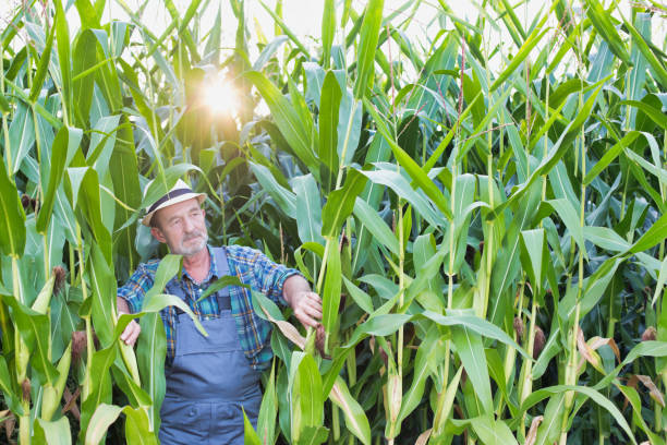 istock Senior farmer standing in corn field with lens flare 1192277379