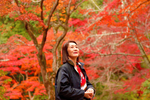 A 60 year's old Japanese woman is appreciating beautiful autumn color of Arashiyama area, Kyoto, along Oi River as well as a nearby public park just above the river.