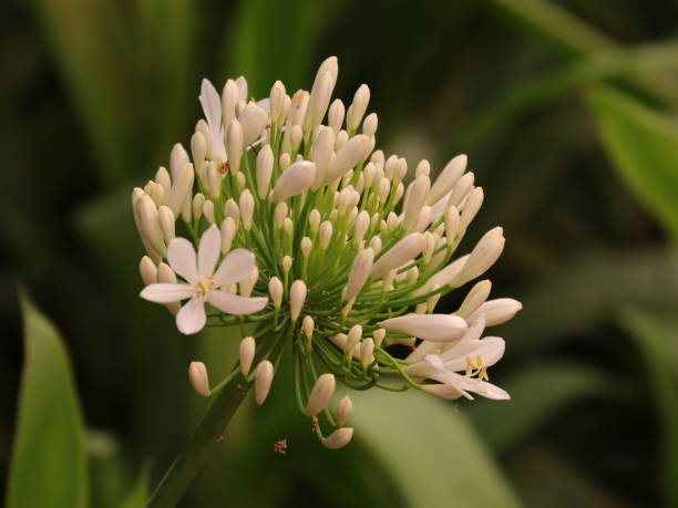istock Flowers in full bloom in a Sydney Park 1192277807