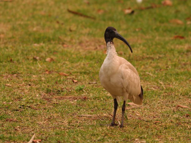 istock Ibis in a Sydney Park 1192277851