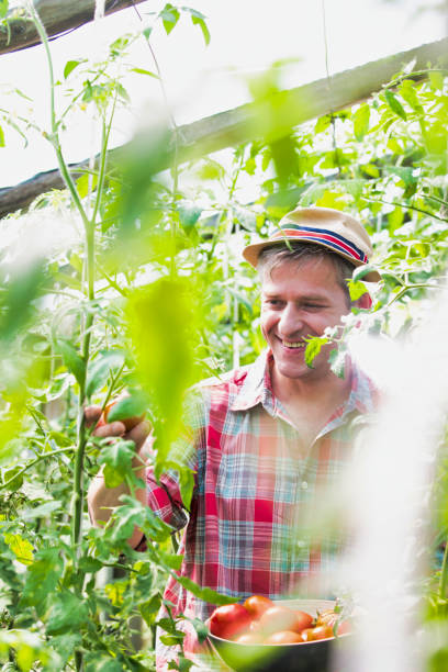 istock Mature farmer picking tomatoes in greenhouse 1192279161