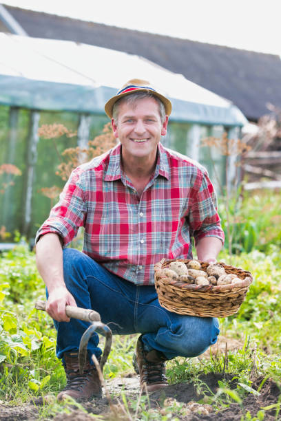 istock Mature farmer harvesting potatoes in farm 1192280130