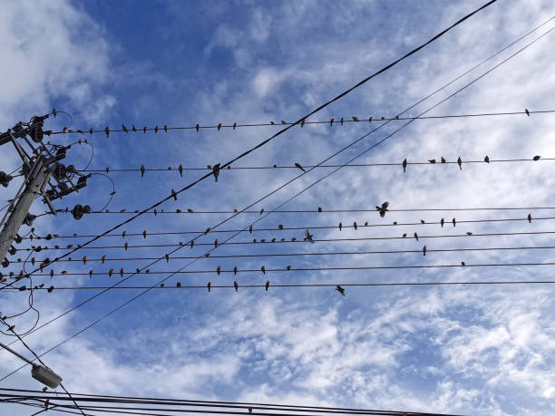 istock red birds on electric power lines 1192280240