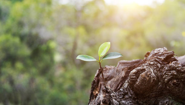 istock New life growing on an old tree stump 1192280283