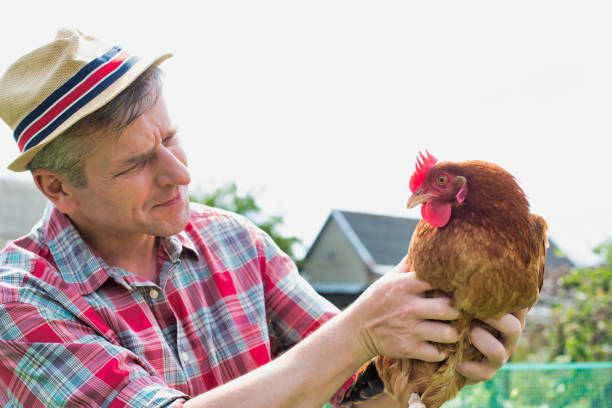 istock Mature farmer holding hen in farm 1192280296