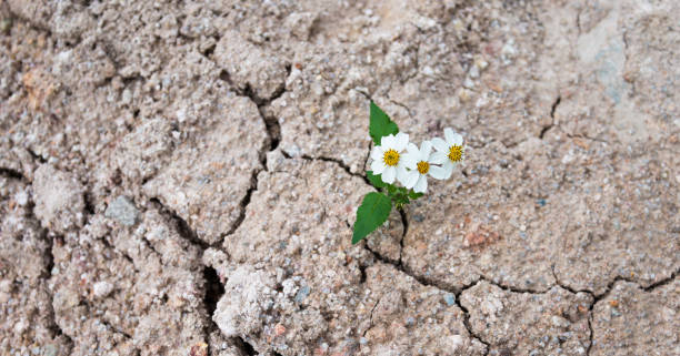una piccola margherita che cresce dalla terra secca incrina - arid climate asia color image day foto e immagini stock