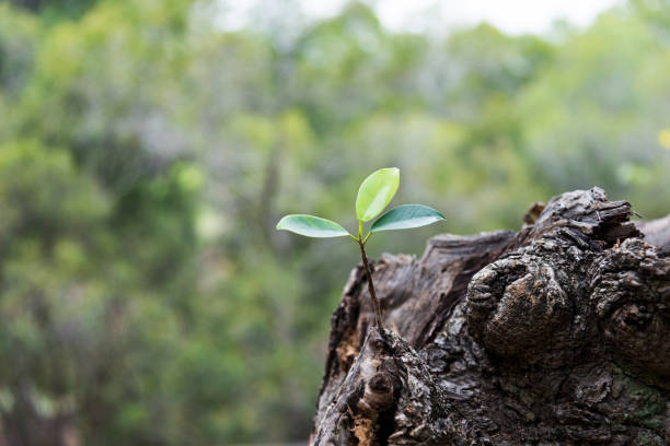 istock New life growing on an old tree stump 1192280318
