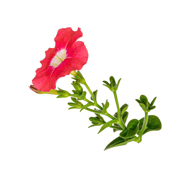 istock Red garden flower Petunia on white background. 1192281366