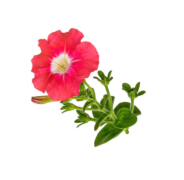 istock Red garden flower Petunia on white background. A blooming flower. Isolate. 1192281400