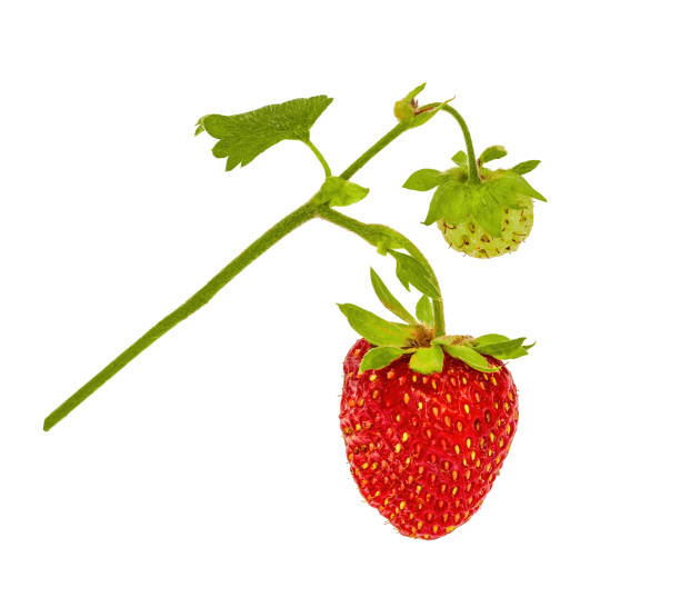 istock Garden strawberry 1192281451