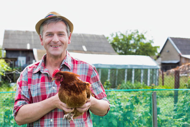 istock Mature farmer holding hen in farm 1192281457