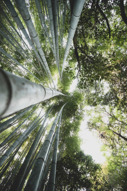 istock Bamboo Forest of Kyoto 1192281510