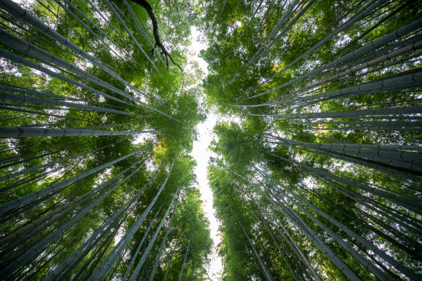 istock Bamboo Forest of Kyoto 1192281511