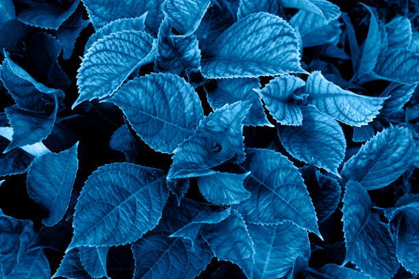 istock Fresh green leaves background. Top view. 1192282938