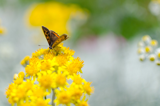 butterfly on a yellow flower.