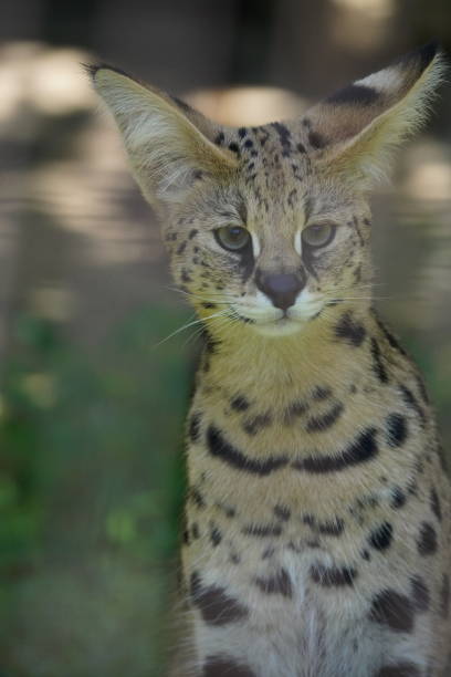 istock Serval in the park 1192283993