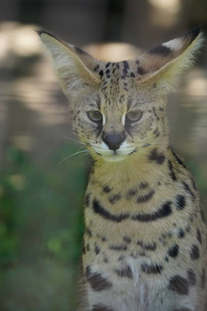 istock Serval in the park 1192283994
