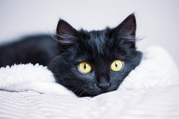istock A black kitten lies on the couch. Selective focus. Horizontal. 1192284439