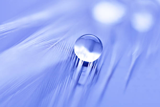 Beautiful water drops on the feather. Macro. Beautiful soft light blue and violet background. Selective focus. Horizontal. Background with copy space.