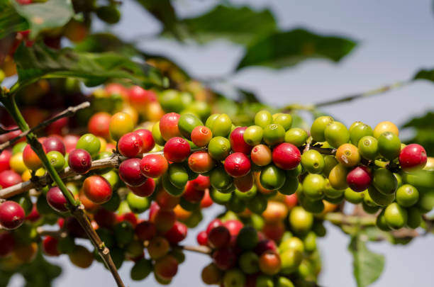 istock colored coffee berries on the coffee tree 1192285858