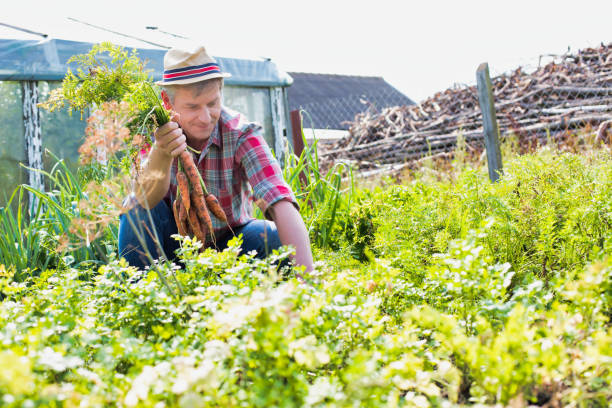 istock Mature farmer harvesting carrots in field 1192286834
