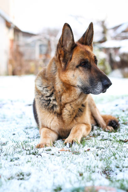 istock Beautiful German shepherd sitting on white plain snow on a cold winter day. 1192287134