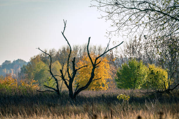 paisaje otoñal surrealista con un árbol muerto en el foco - fugacity fotografías e imágenes de stock