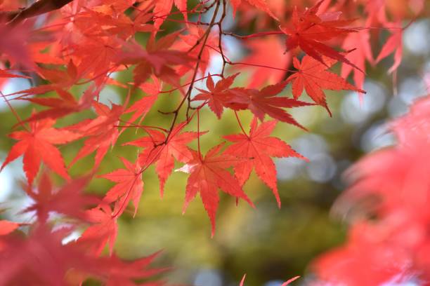 istock Autumn leaves 1192287386