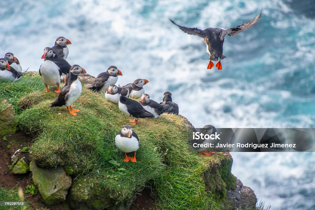 group of puffins group of puffins looking as one of them returns flying Puffin Stock Photo