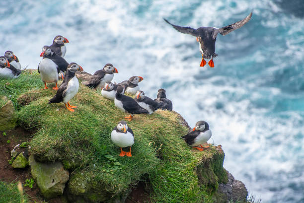 group of puffins group of puffins looking as one of them returns flying puffin photos stock pictures, royalty-free photos & images