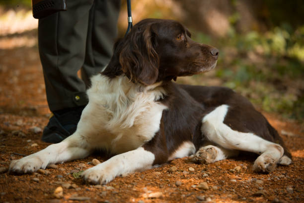 istock Dog in hunt 1192288119