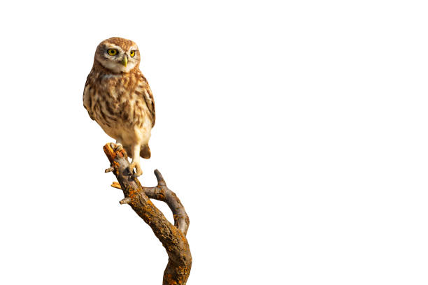 istock Little owl. Isolated bird. White background. 1192289844