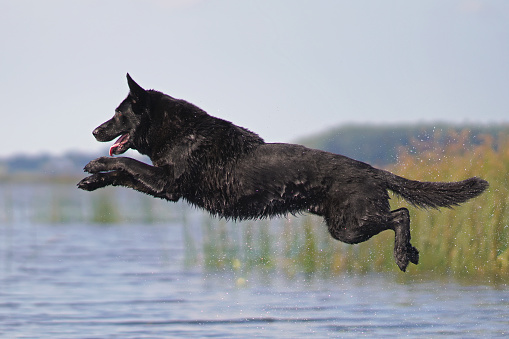 Happy wet black German Shepherd dog jumping outdoors into water in hot summer