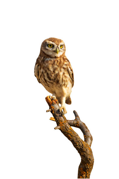 istock Cute Owl. Cut out funny little owl. White background. 1192289959