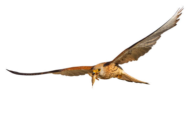 istock Flying falcon with its hunt. Isolated bird. White background. 1192290044