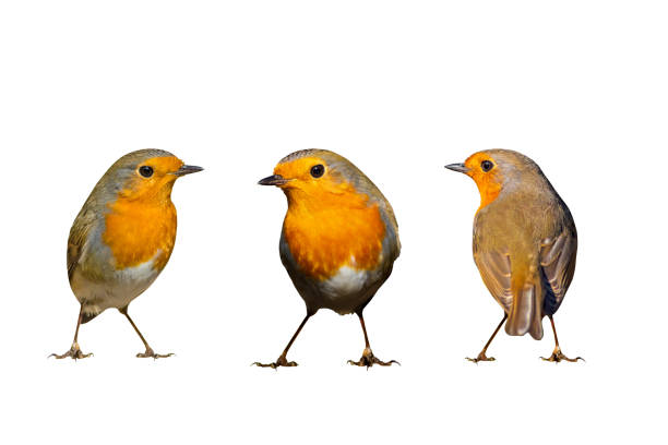 istock Isolated bird. Cute bird robin. White background. European Robin. Erithacus rubecula. 1192290857
