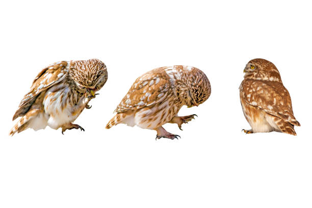 istock Little owls. Isolated birds. White background. 1192290917