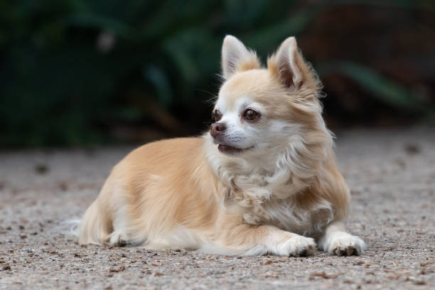 1,500+ Long Haired Chihuahua Stock Photos, Pictures & Royalty-Free Images - iStock | Short haired chihuahua, Schnauzer, Pug 1,500+ Long Haired Chihuahua Stock Photos, Pictures & Royalty-Free Images - Istock | Short Haired Chihuahua, Schnauzer, Pug