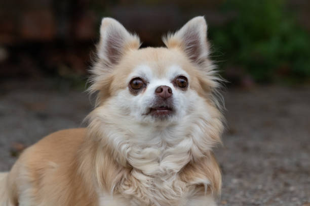 istock cute long haired chihuahua 1192291257
