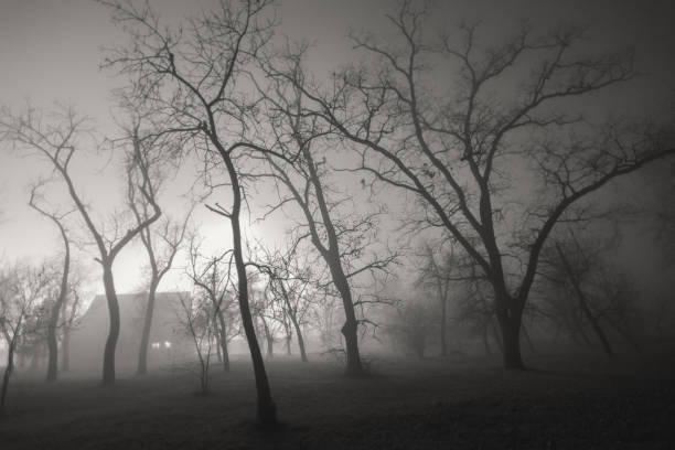 istock Spooky forest and house in winter night 1192291872