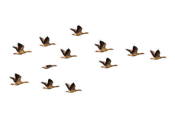 Migrating barnacle geese (Branta leucopsis) isolated on white background.