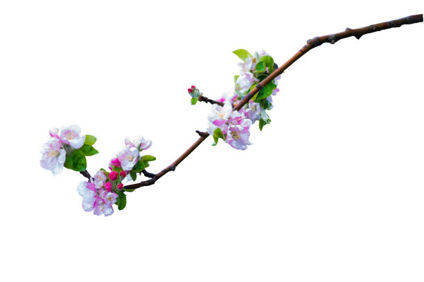 istock Spring nature. White background. Isolated branch. 1192292210