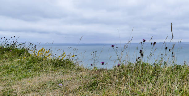 istock Panorama Thistles on White Cliffs of Dover 1192293106
