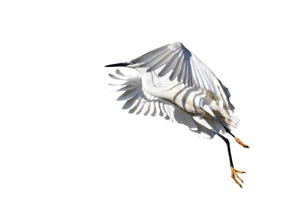 istock Flying heron. Isolated bird. White background. Bird: Little Egret. Egretta garzetta. 1192293666